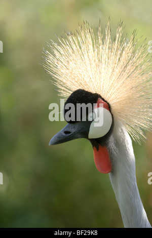 East African, grigio o grigio-colli gru coronata Balearica regulorum gibbericeps ritratto di testa. Dettaglio del viso. Contatto con gli occhi. Foto Stock