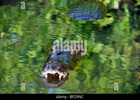 Pantanal caimani, crocodilus Caimano yacare, San Francisco Ranch, Miranda, Mato Grosso do Sul, Brasile Foto Stock