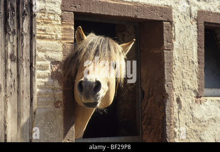 Fjord Cavallo (Equus caballus). Stallone guardando fuori da uno stabile. Foto Stock