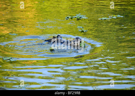 Caimano Pantanal, crocodilus Caimano yacare, San Francisco Ranch, Miranda, Mato Grosso do Sul, Brasile Foto Stock