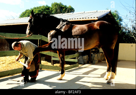 Un maniscalco, o fabbro, ferratura di un cavallo in una stalla privata Foto Stock