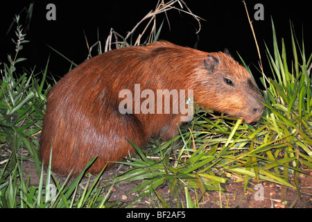 Capibara di notte, Hydrochoerus hydrochaeris, Pantanal, Mato Grosso do Sul, Brasile Foto Stock