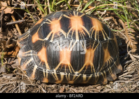 Irradiata tartaruga (Astrochelys - ex Geochelone- radiata). I capretti, terzo anno dopo la schiusa. Foto Stock