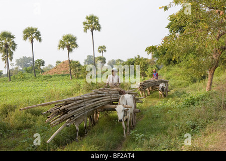 Gli agricoltori birmano con buoi caricate su carrelli isola Inwa ( AVA ) presso il Fiume Ayeyarwady vicino Amarapura, MYANMAR Birmania Foto Stock