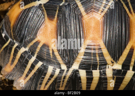 ​Radiated tartaruga (Astrochelys - ex Geochelone- radiata). I capretti, terzo anno dopo la schiusa. Scutes laterale che mostra caratteristiche di 'star' pattern. Foto Stock