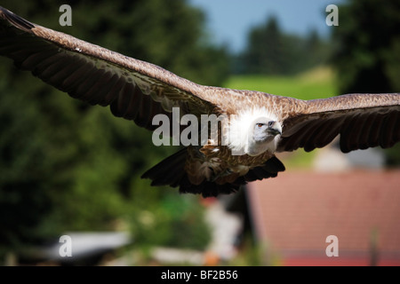 Vulture a mezz aria Pfander, Bregenz, Vorarlberg, Austria Foto Stock