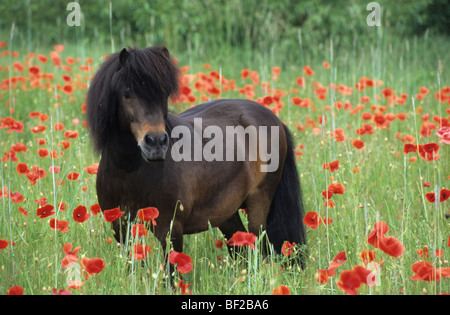 Pony Shetland (Equus caballus), stallone in piedi in un prato con dei fiori di papavero. Foto Stock