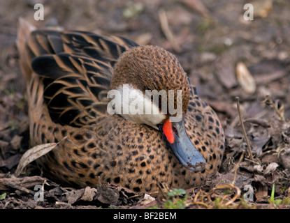 Bahama o bianco Cheeked Pintail Duck (anas bahamensis) Foto Stock