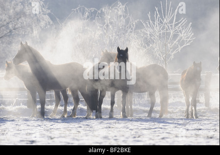 Welsh Mountain Pony Welsh B (Equus caballus). Allevamento su un prato nevoso durante il tempo molto freddo. Foto Stock