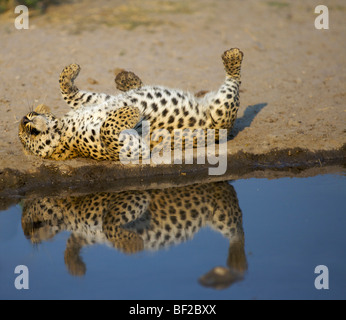 Leopard (Panthera pardus) femmina rotolamento su profumo di un altro leopard, Namibia. Foto Stock