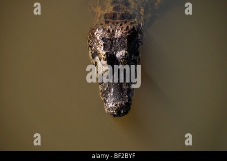 Caimano Pantanal, crocodilus Caimano yacare, San Francisco Ranch, Miranda, Mato Grosso do Sul, Brasile Foto Stock