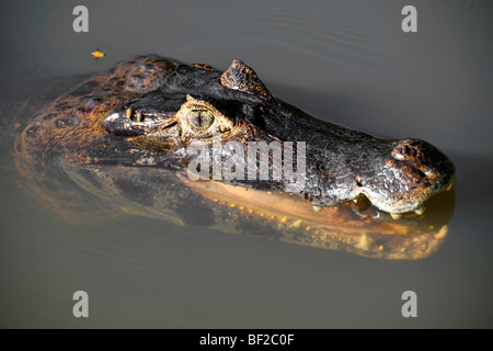 Caimano Pantanal, crocodilus Caimano yacare, San Francisco Ranch, Miranda, Mato Grosso do Sul, Brasile Foto Stock