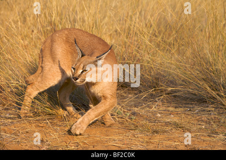Caracal (Felis caracal) passeggiate, Namibia. Foto Stock