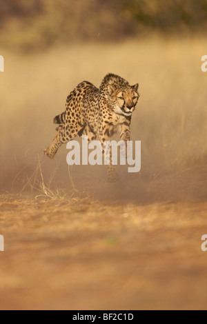 Ghepardo (Acinonyx jubatus) in funzione a pieno regime, Namibia. Foto Stock