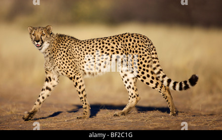 Ghepardo (Acinonyx jubatus) camminando e guardando la telecamera, Namibia. Foto Stock
