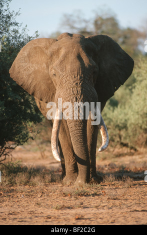 Elefante africano Loxodonta africana, il Parco Nazionale Kruger, Mpumalanga Provincia, Sud Africa Foto Stock