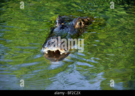 Pantanal caimani, crocodilus Caimano yacare, San Francisco Ranch, Miranda, Mato Grosso do Sul, Brasile Foto Stock