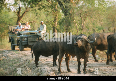 Gioco-drive safari guardando Bufali, Syncerus caffer, Sud Africa Foto Stock