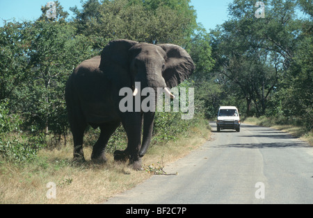 Elefante africano Loxodonta africana sulla strada, Victoria Falls, Zimbabwe Foto Stock