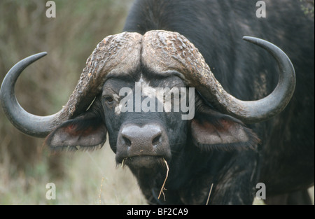 Bufali, Syncerus caffer, Parco Nazionale Kruger, Mpumalanga Provincia, Sud Africa Foto Stock