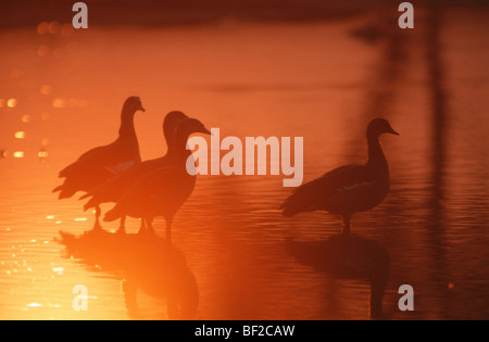 Oche egiziane (Alopochen aegyptiacus) al tramonto, Hwange, Zimbabwe Foto Stock