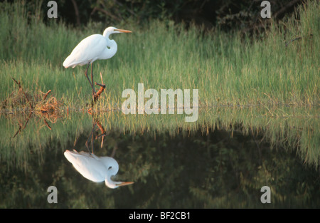 Airone bianco maggiore (Egretta alba) e riflessione, Zimbabwe Foto Stock