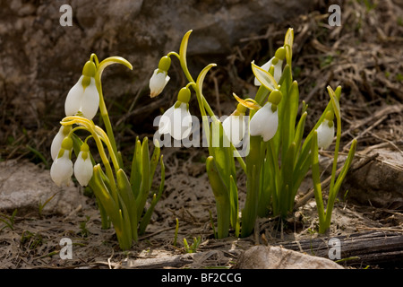 Un selvaggio snowdrop Galanthus elwesii sul calcare della Yaban Hayati Parco Nazionale nelle montagne del taurus, sud della Turchia. Foto Stock