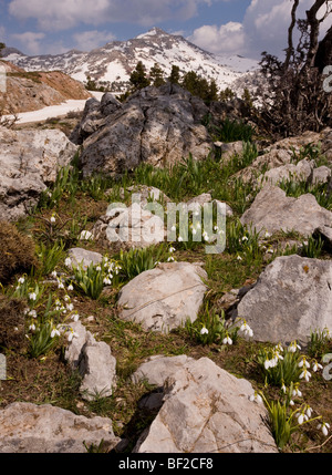 Un selvaggio snowdrop Galanthus elwesii sul calcare della Yaban Hayati Parco Nazionale nelle montagne del taurus, sud della Turchia. Foto Stock