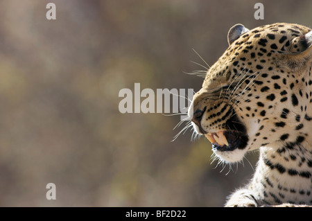 Vista laterale di un Leopard (Panthera Pardus) ululano, l'Okonjima Lodge e la Fondazione Africat, Namibia. Foto Stock