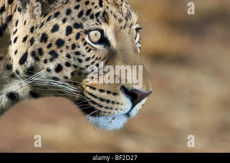 Profilo di un Leopard (Panthera Pardus), l'Okonjima Lodge e la Fondazione Africat, Namibia. Foto Stock