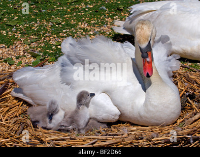 Cigno (Cygnus olor) e Cygnets, sul nido Foto Stock