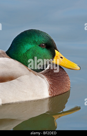 Il Germano Reale maschio o drake ano platyrhyncha ritratto Foto Stock