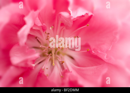 Ornamentali in pesco, macro, flower, close-up ravvicinato, fiori rosa, pesco, stame, polline, petali Foto Stock