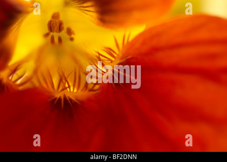 I nasturzi, Tropeaolum majus, close-up ravvicinato, macro, arancione, giallo, fiori, fiori Foto Stock