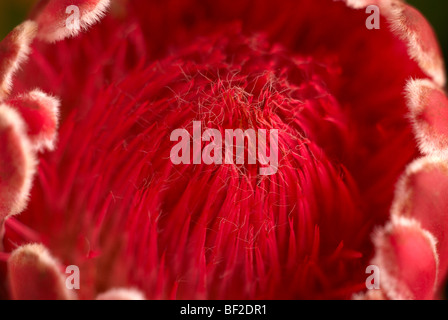 La Protea, rosso protea, pelliccia protea, fynbos, proteacease, South African National flower Foto Stock