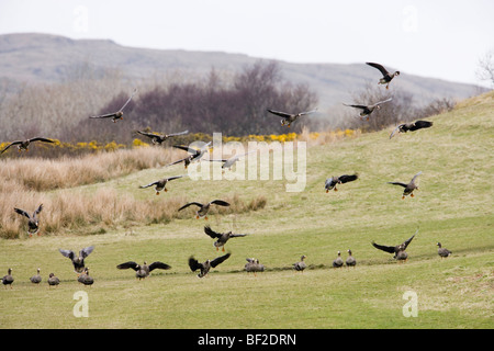 La Groenlandia bianco-fronteggiata oche (Anser Albifrons flavirostris). Scende. Foto Stock