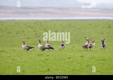 Western Graylag oche (Anser anser anser). Svernamento, autentico "wild' uccelli sulla Islay, costa ovest della Scozia. Febbraio. Foto Stock