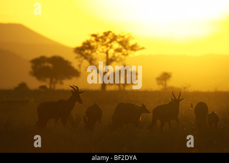 Topi, Tsessebe comune (Damaliscus lunatus korrigum). Piccolo gruppo nella savana aperta al tramonto. Foto Stock