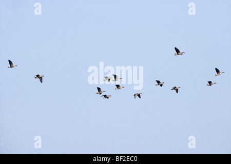 La Groenlandia bianco-fronteggiata oche (Anser Albifrons flavirostris). Gli uccelli di svernamento su Islay, Scozia. Foto Stock