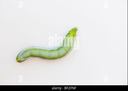 Daphnis nerii. Oleandro Hawk-moth caterpillar su sfondo bianco Foto Stock