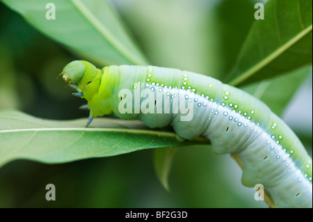 Daphnis nerii. Oleandro Hawk-moth caterpillar su una foglia in India Foto Stock