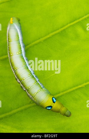 Daphnis nerii. Oleandro Hawk-moth caterpillar su una foglia in India Foto Stock