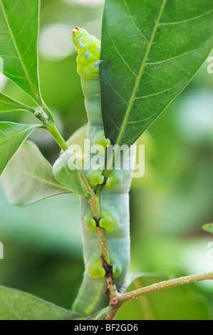 Daphnis nerii. Oleandro Hawk-moth caterpillar su una foglia in India Foto Stock