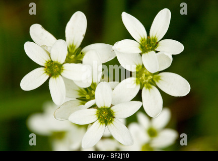 Prato Sassifraga Saxifraga granulata fiori, close-up. Rari pascoli impianto. Foto Stock