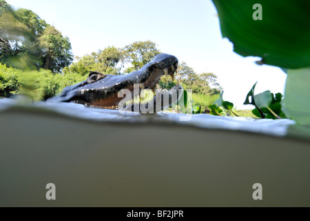 Caimano Pantanal, crocodilus Caimano yacare, San Francisco Ranch, Miranda, Mato Grosso do Sul, Brasile Foto Stock