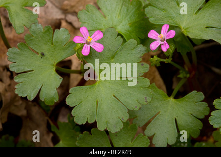 Shining Cranesbill Geranium lucidum in fiore. Foto Stock