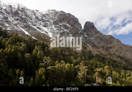 Altitudine elevata coppia Corsica foresta di pino ( Pinus nigra ssp. laricio ) nella Asco Valley, Corsica, Francia. Foto Stock