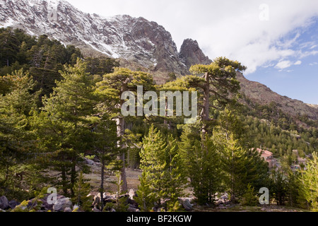 Altitudine elevata coppia Corsica foresta di pino ( Pinus nigra ssp. laricio ) nella Asco Valley, Corsica, Francia. Foto Stock