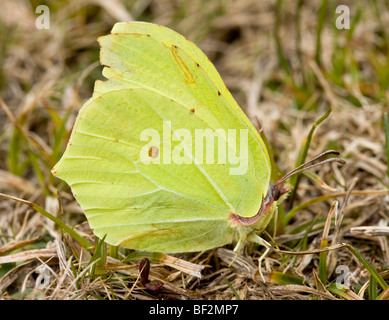 Maschio di brimstone Gonepteryx rhamni in alpeggio, Corsica, Francia. Foto Stock