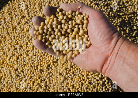 Agricoltura - un agricoltore e la mano che tiene appena raccolto semi di soia / vicino a Northland, Minnesota, Stati Uniti d'America. Foto Stock